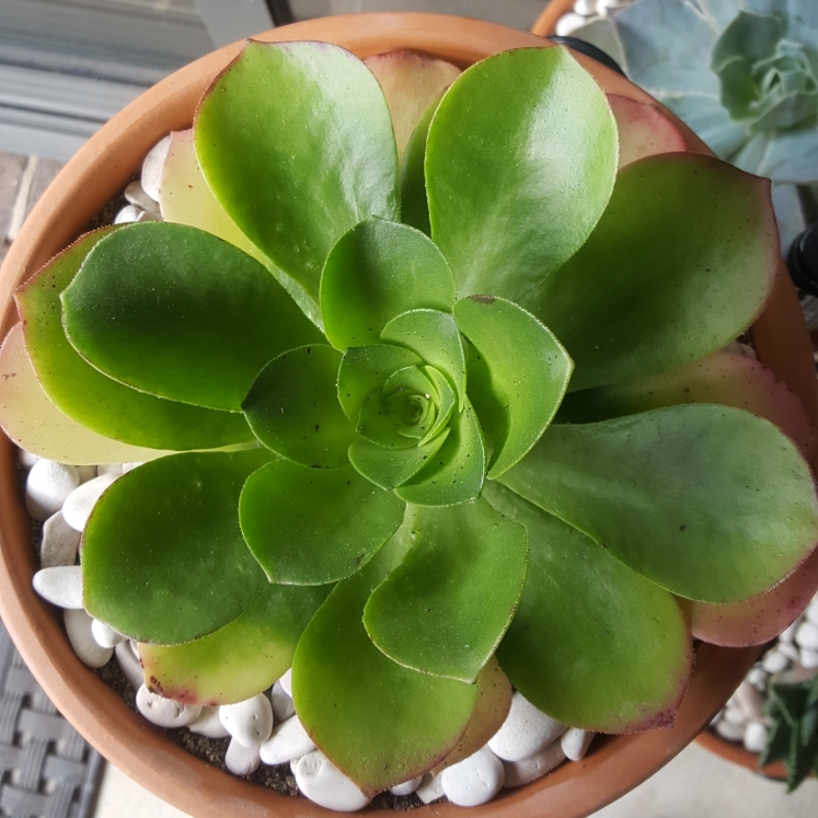 plant image 879567