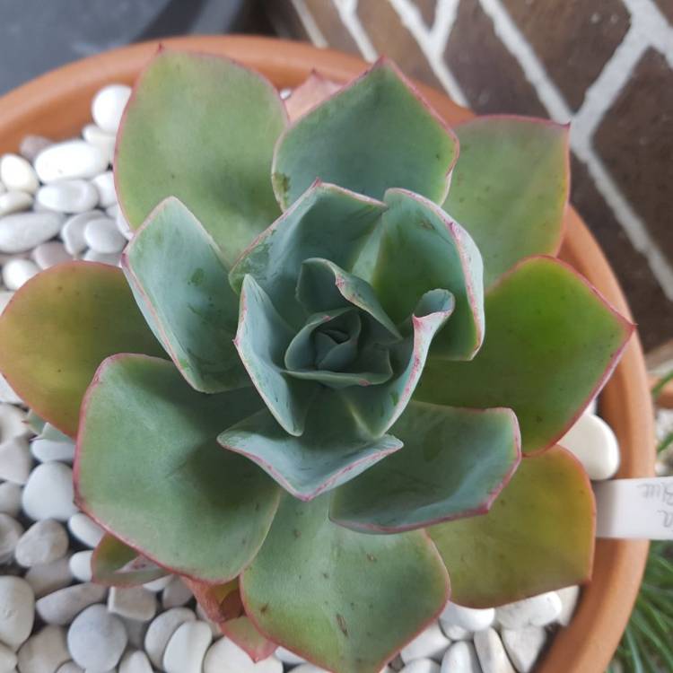 plant image 879581