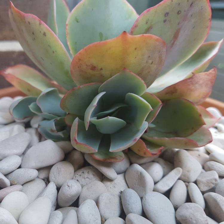 plant image 879583