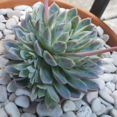 Echeveria Violet Queen