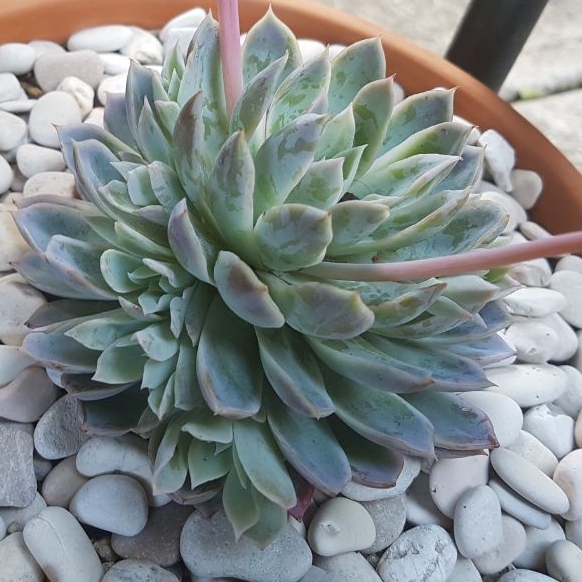 plant image 879590 plant image 879590
