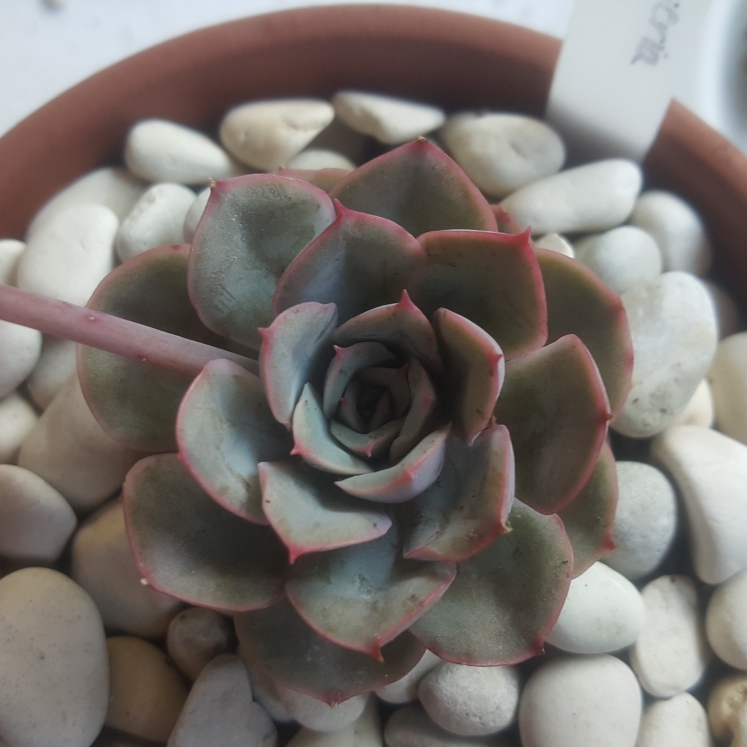 plant image 880838 plant image 880838