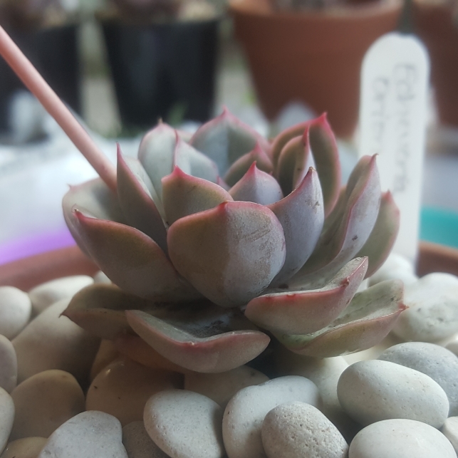 plant image 880840 plant image 880840