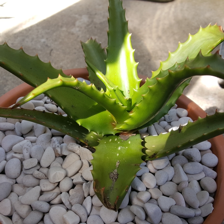 plant image 886992 plant image 886992