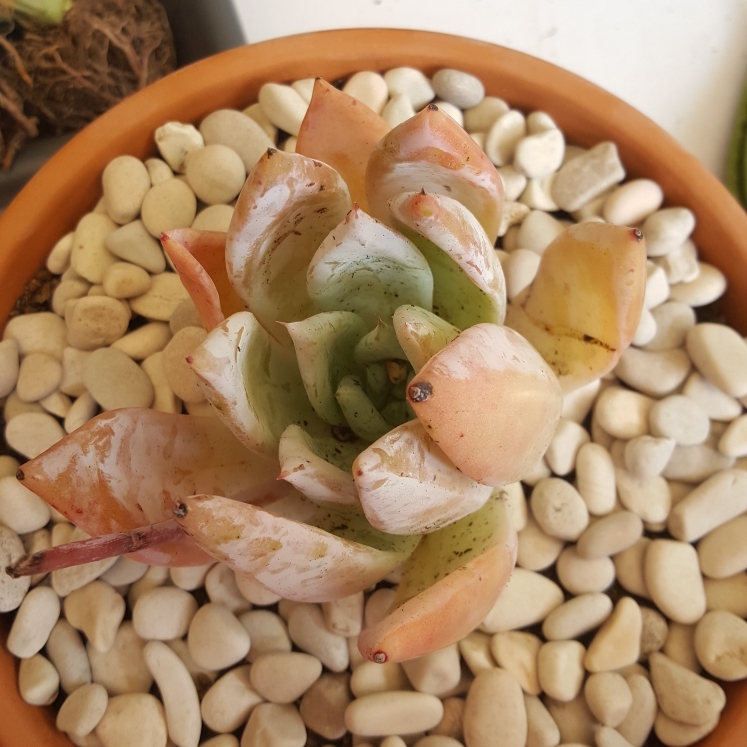 plant image 887009