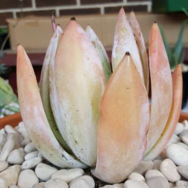 Echeveria Colorata