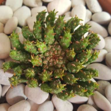 Euphorbia Flanaganii