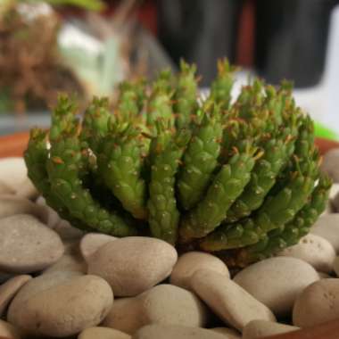 Euphorbia Flanaganii
