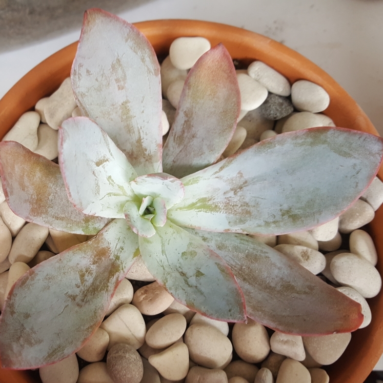 plant image 887671