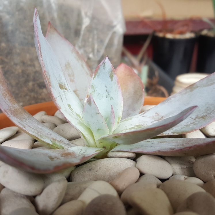 plant image 887672