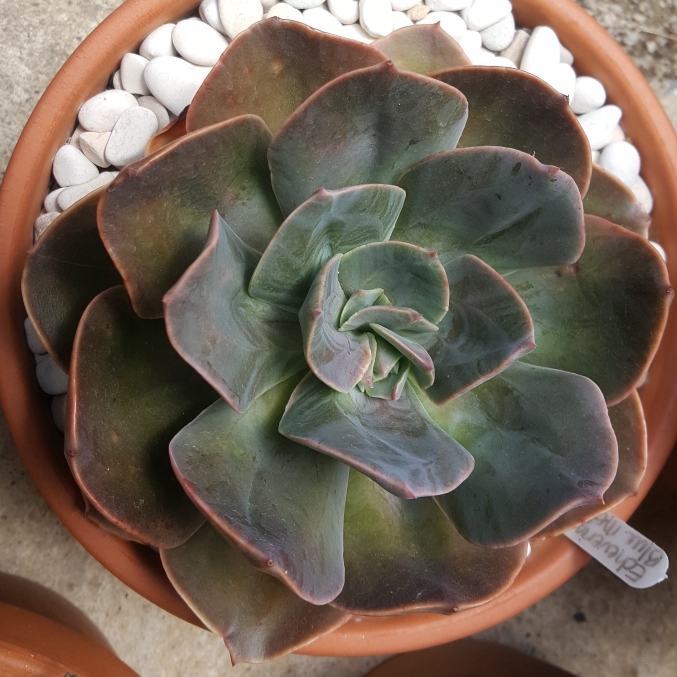 plant image 909591