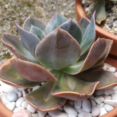 Echeveria Blue Metal