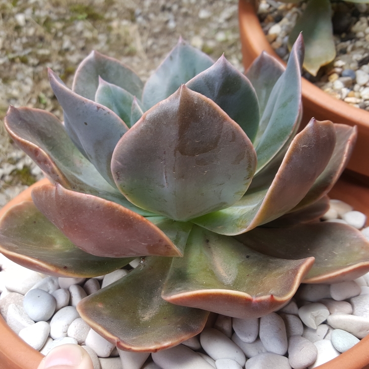 plant image 909592