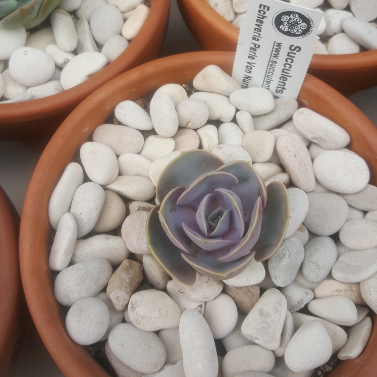 plant image 933227 plant image 933227