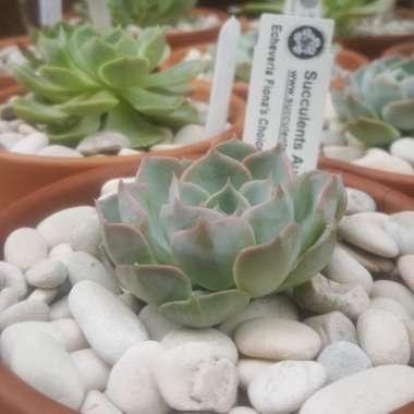 Echeveria Fiona's Choice 