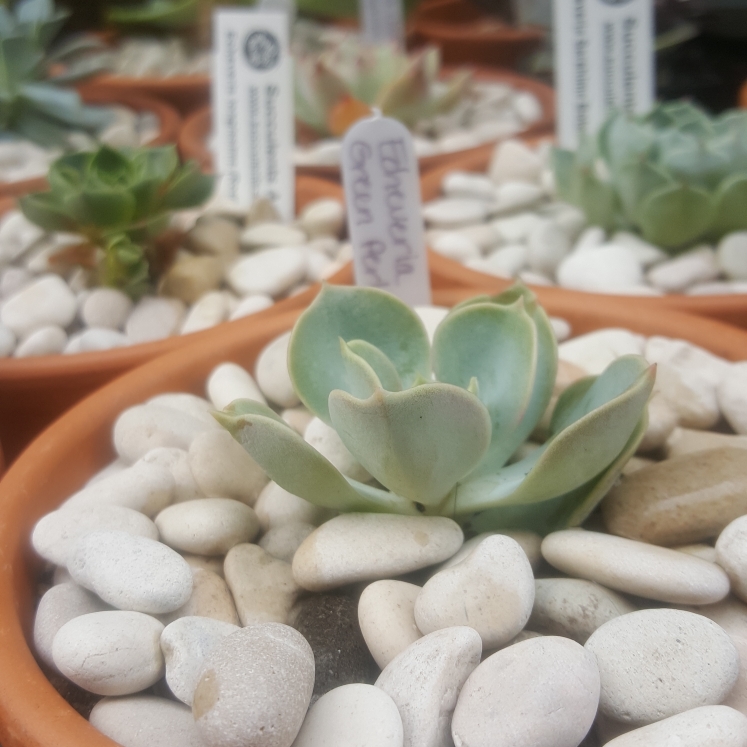 Plant image Echeveria Green Pearl