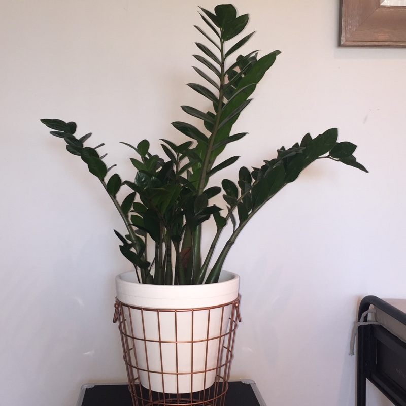 plant image 156457
