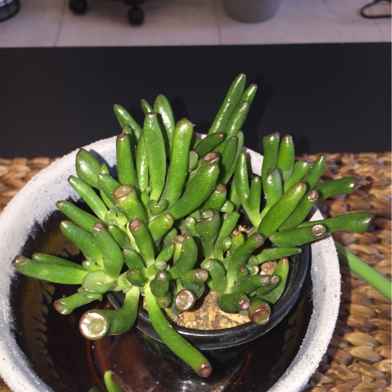 plant image 156508 plant image 156508