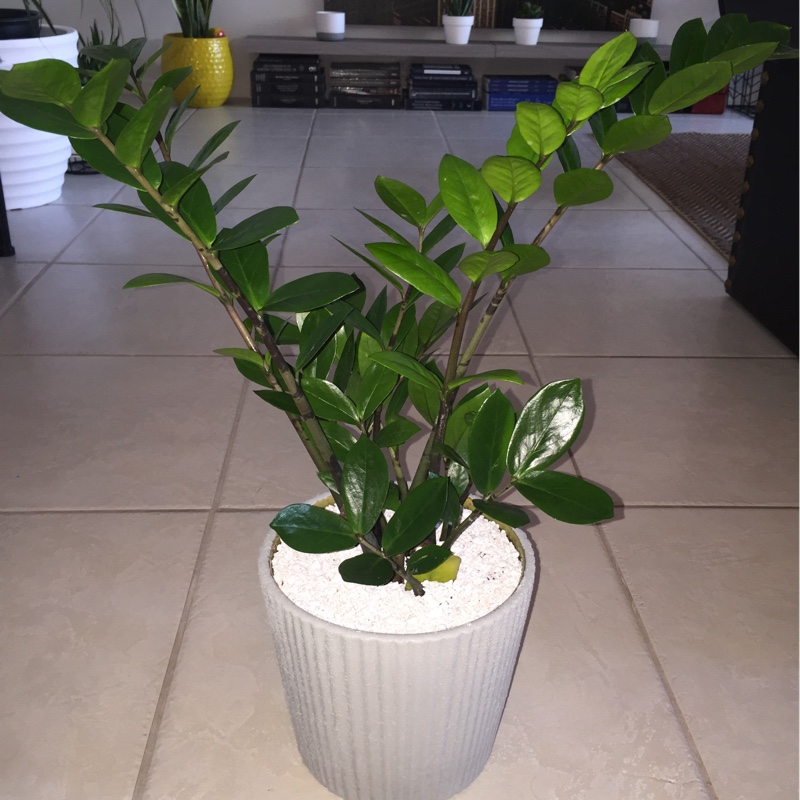 plant image 174558