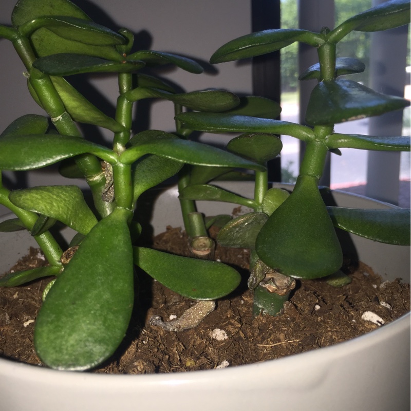 plant image 185462 plant image 185462