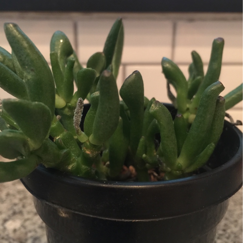 Crassula ovata 'Gollum'