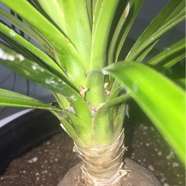 Beaucarnea recurvata