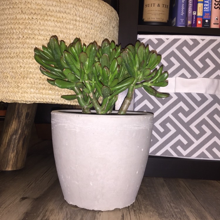 Plant image Crassula ovata 'Gollum'