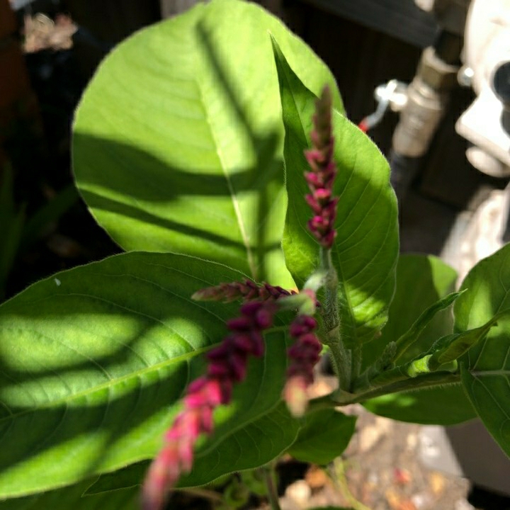Plant image Persicaria orientalis