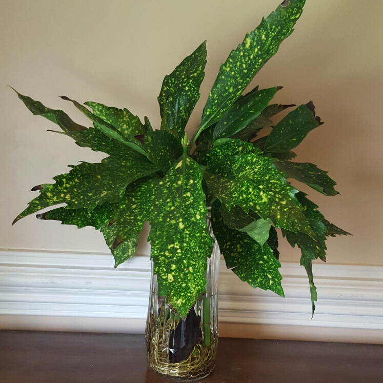 Plant image Aucuba japonica 'Golden King'