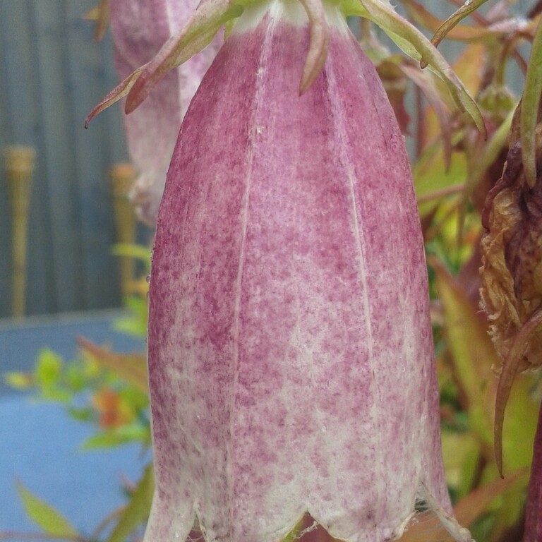 Plant image Campanula punctata 'Silver Bells'