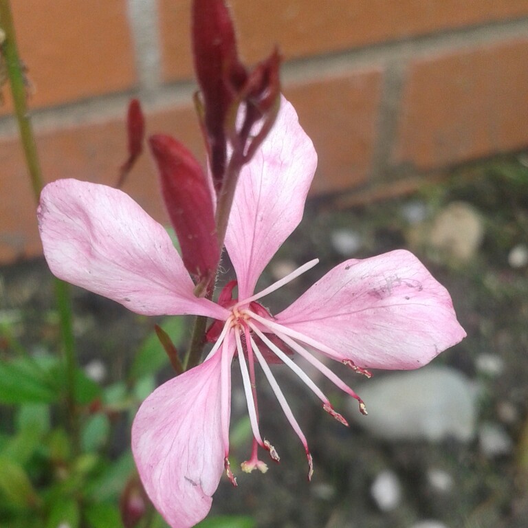 Plant image Oenothera lindheimeri 'Siskiyou Pink' syn. Gaura lindheimeri 'Siskiyou Pink'