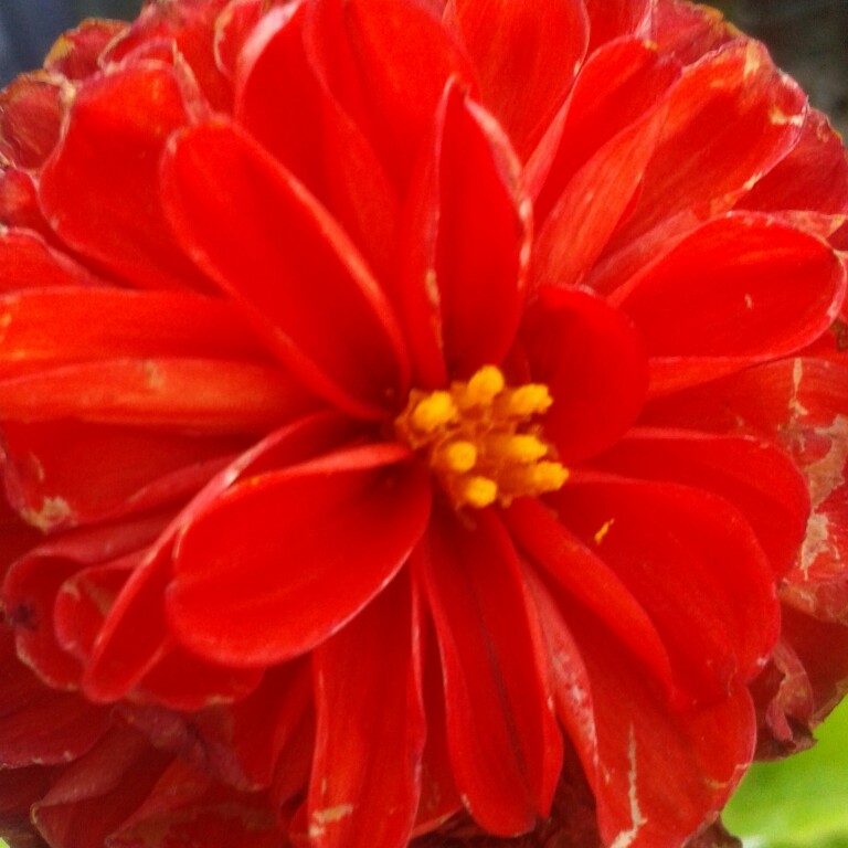 plant image 213096