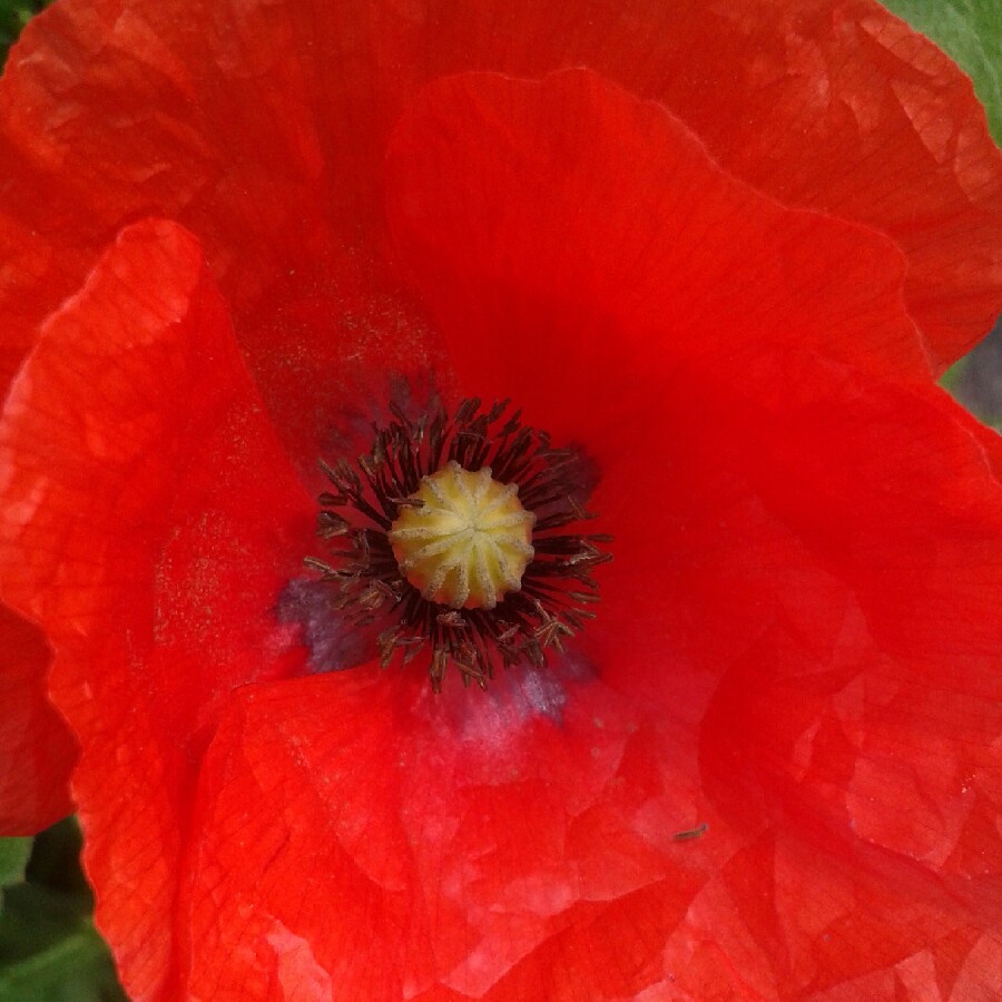 Plant image Anemone coronaria de caen 'Mr Fokker'