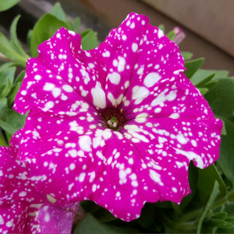 Plant image Petunia 'Kleph17342' syn. Petunia 'Pink Sky', Petunia 'BabyDoll', Petunia 'Headliner Pink Sky'