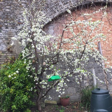 Prunus domestica