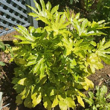 Japanese Aralia