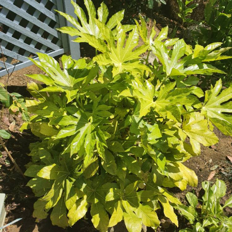 plant image 1303089