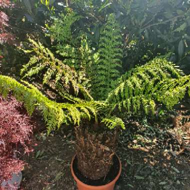Tasmanian Tree Fern