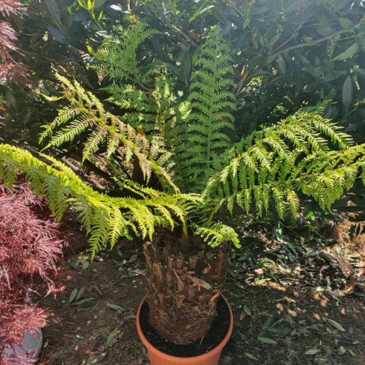 plant image 1303094