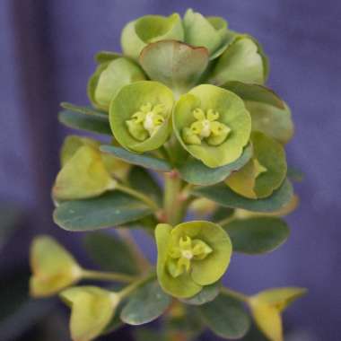 Wood Spurge