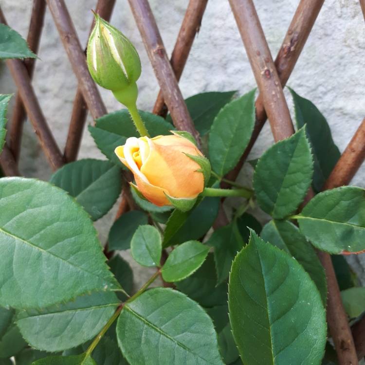Plant image Rosa 'Teasing Georgia'