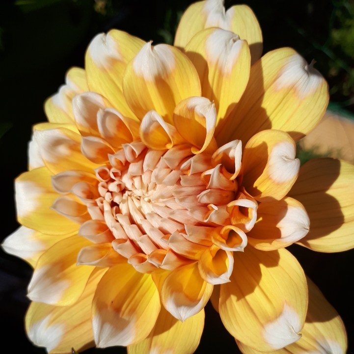 plant image 758989