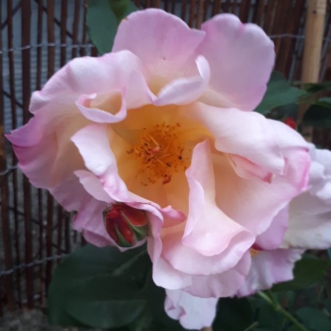 plant image 779116