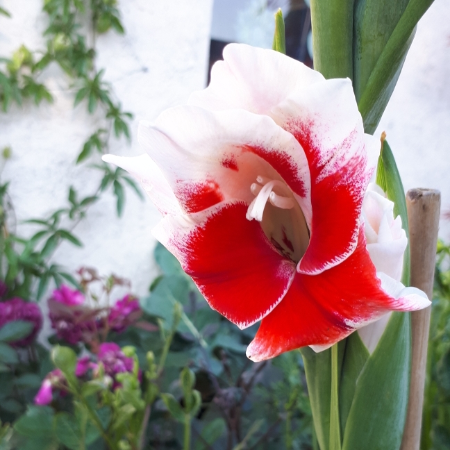 plant image 789772