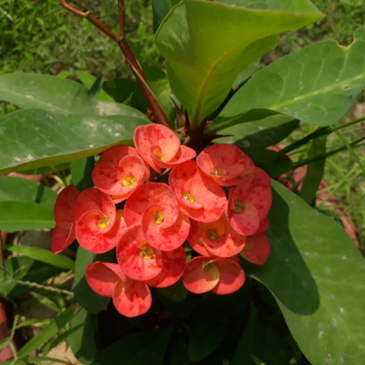 Plant image Euphorbia milii