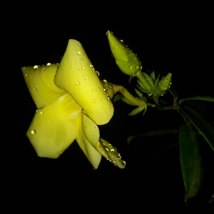 Plant image Allamanda cathartica