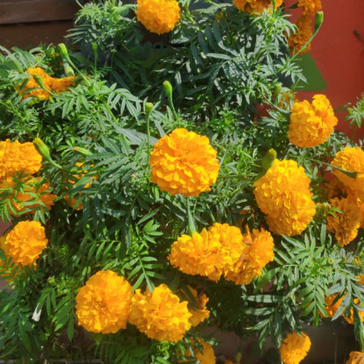 plant image 1221903