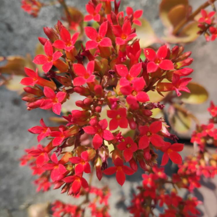 plant image 1230726