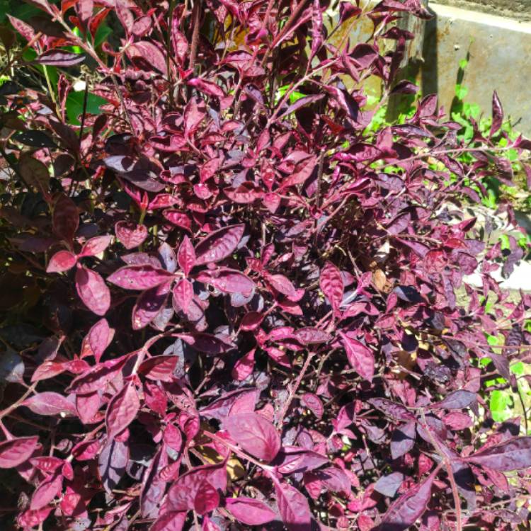 Plant image Alternanthera
