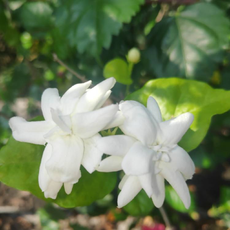 Plant image Jasminum